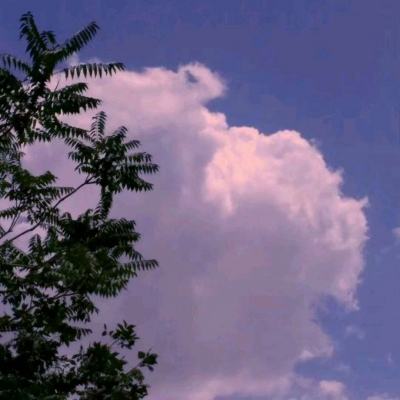 斗战神猫游戏下载