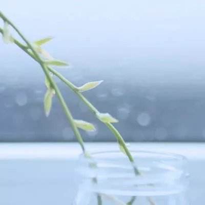我的逗比时代破解版下载
